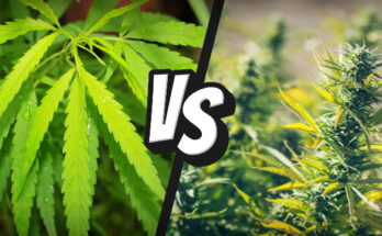 hemp and Marijuana